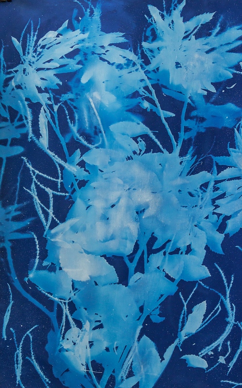 Cyanotypes